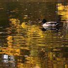 Colvert sur la Mare aux Canes