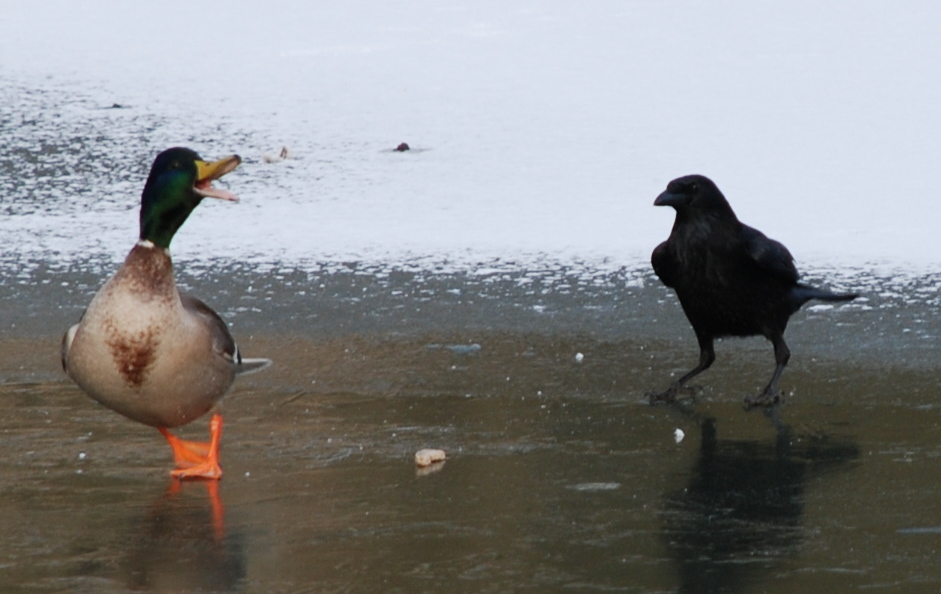 Colvert volé par le corbeau