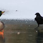 Colvert volé par le corbeau