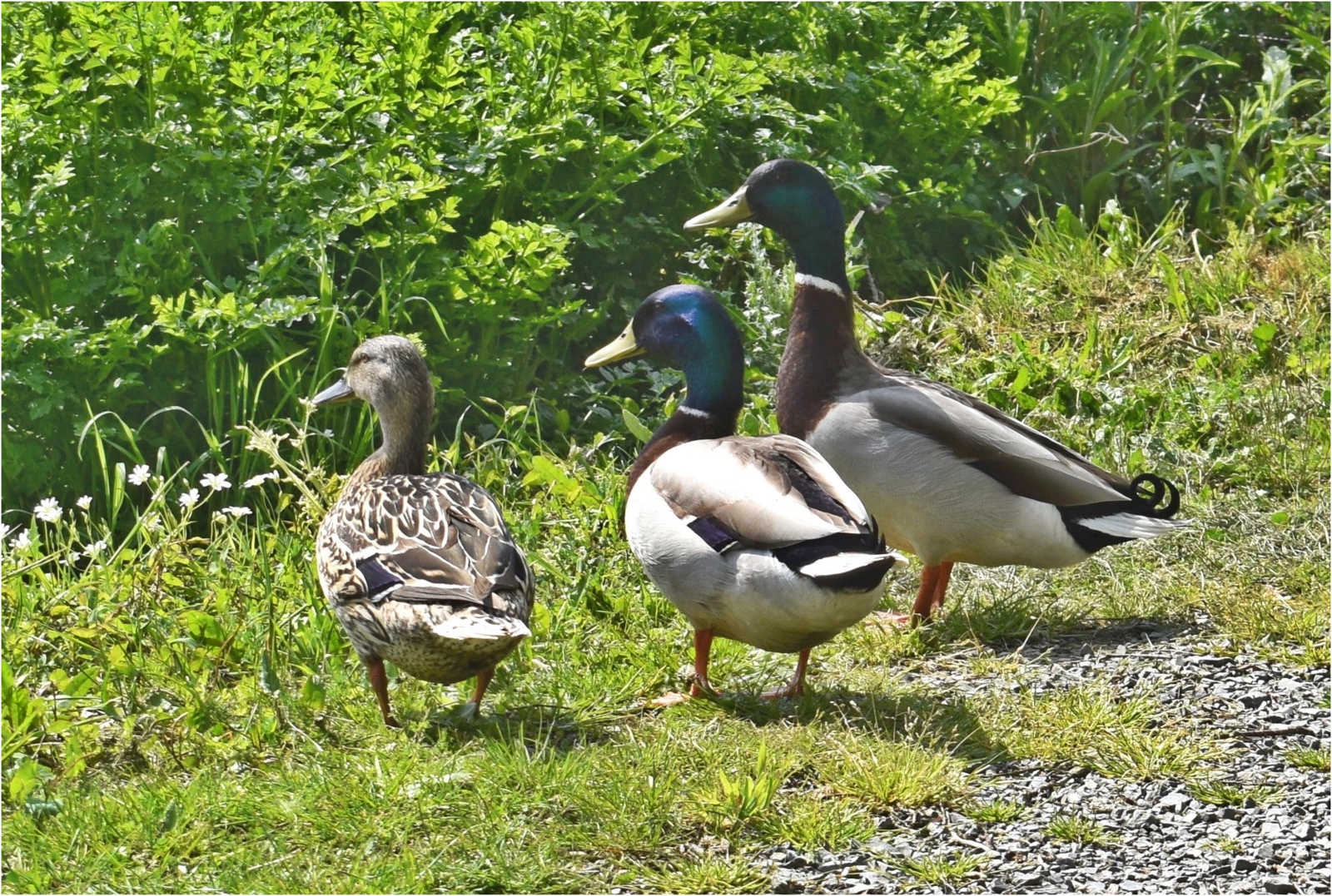 colverts