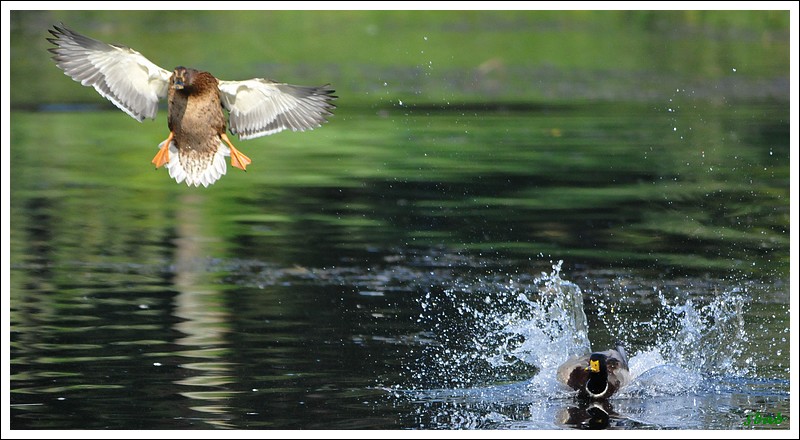 Colverts a l'aterrissage