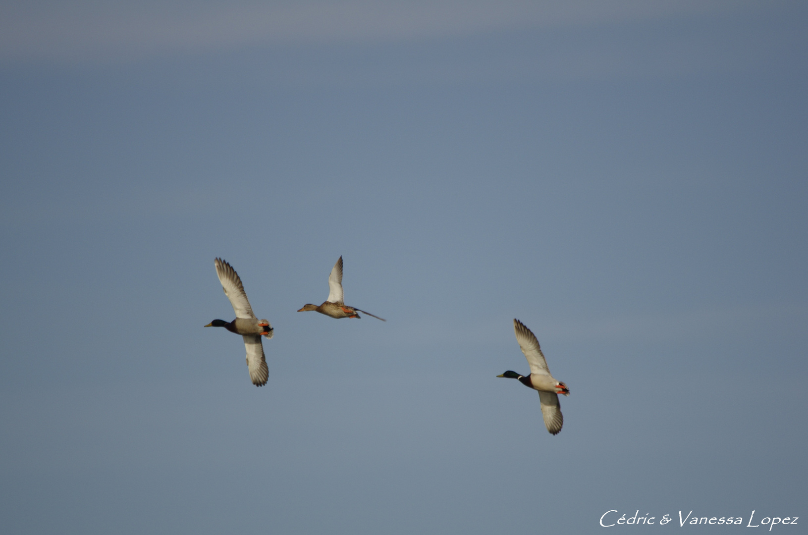 Colverts en vol