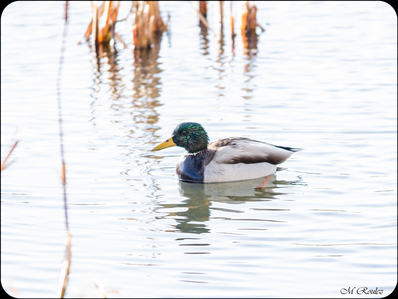 Colverts sortant du plongeon