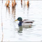 Colverts sortant du plongeon