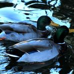 Colverts sur lit d'hortillonnage