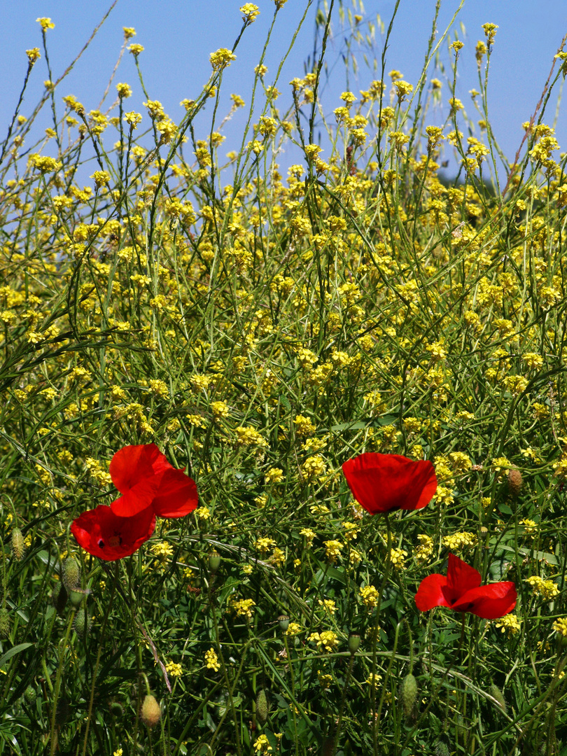 Colza et coquelicots - Raps und Mohnblumen