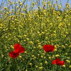 Colza et coquelicots - Raps und Mohnblumen