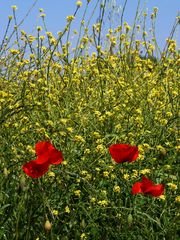 Colza et coquelicots - Raps und Mohnblumen