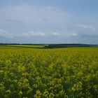 "Colza" ....immensità dipinte di giallo.....