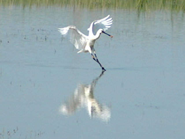 comacchio13