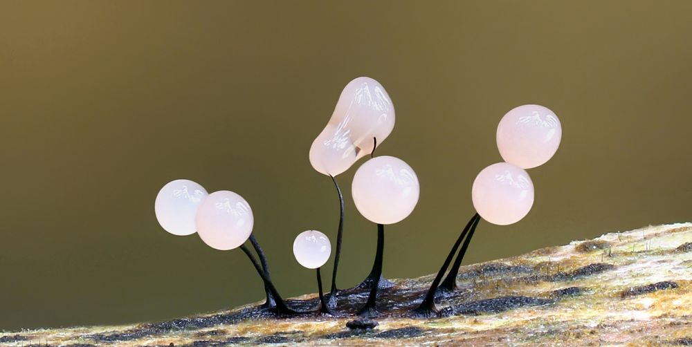 Comatricha nigra