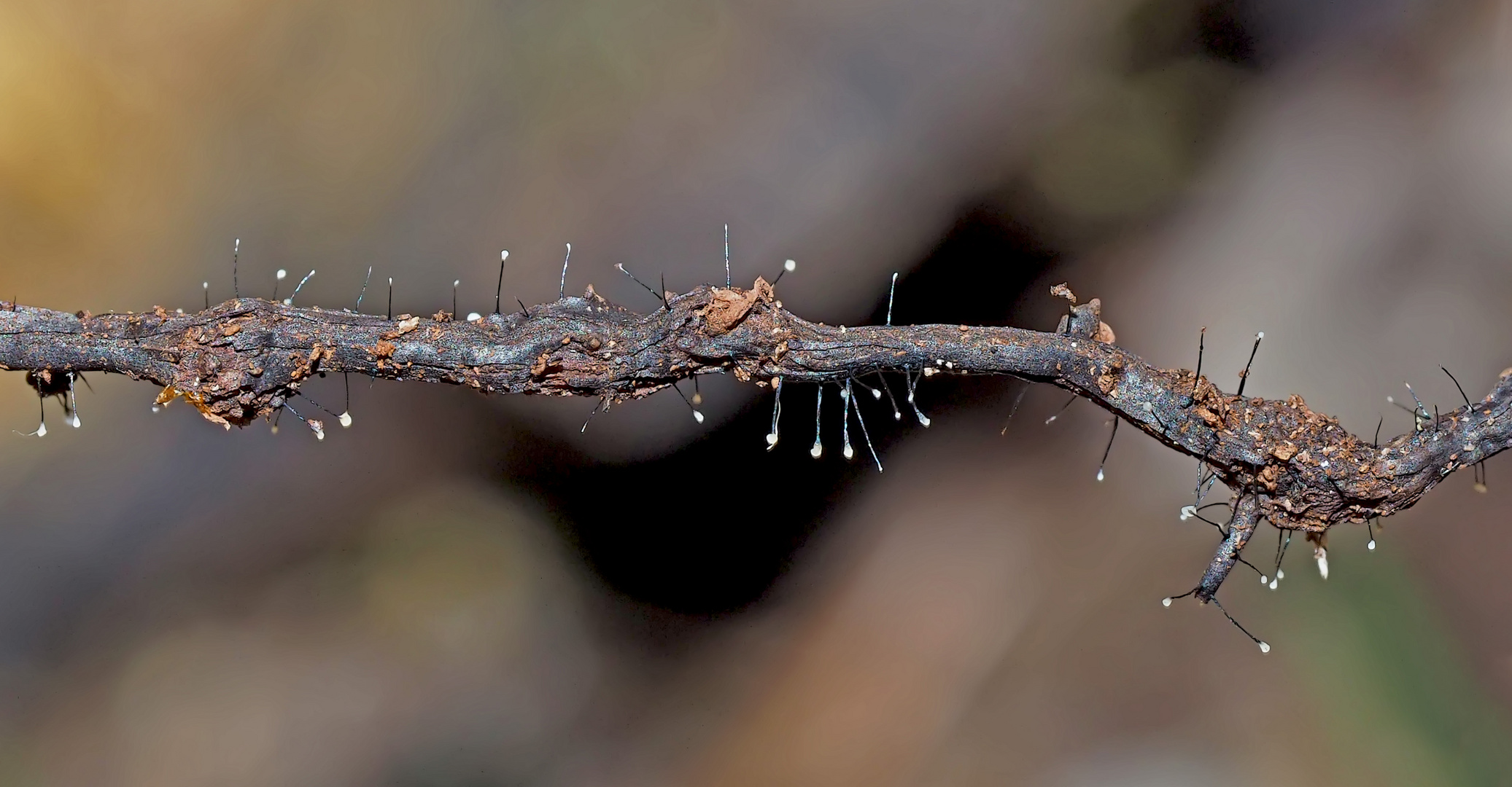 Comatricha nigra, winziger Schleimpilz ca. 3-4 mm hoch! -  Un monde minuscule...