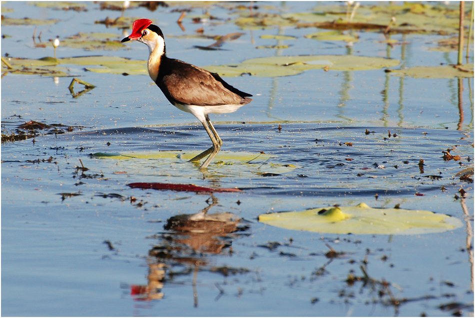 Comb-crested Jacana