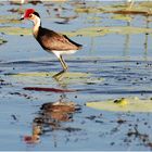 Comb-crested Jacana