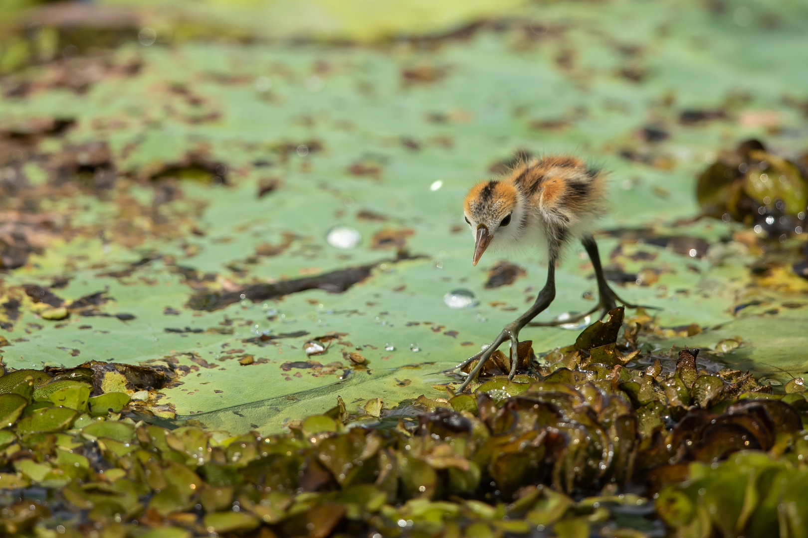 Comb crested Jacana