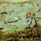 Comb crested Jacana