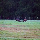 Combat à Chambord !