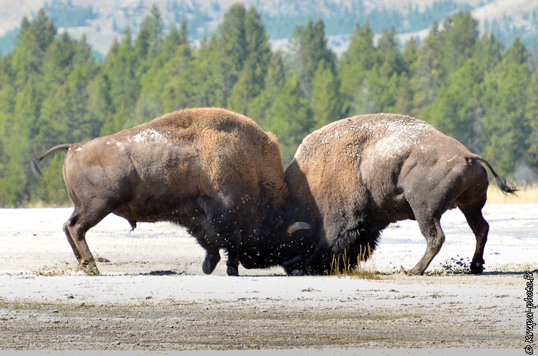 Combat de bison au Yellowstone National Park