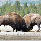 Combat de bison au Yellowstone National Park