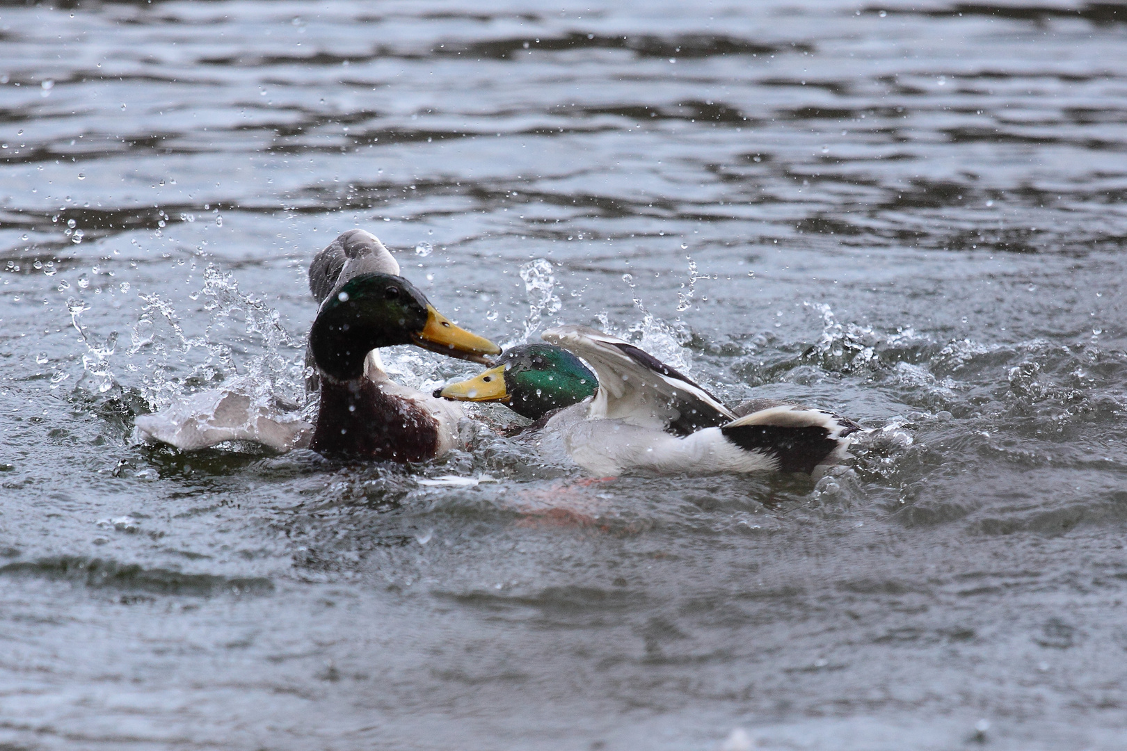 Combat de Brutes