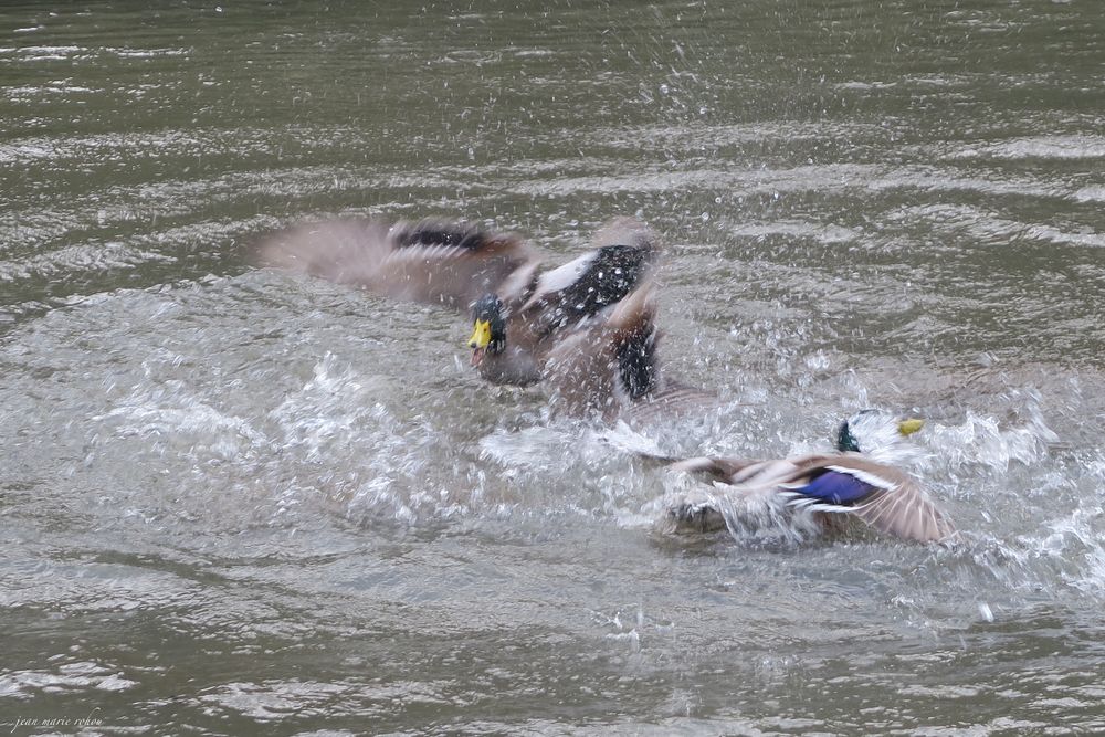 combat de canards