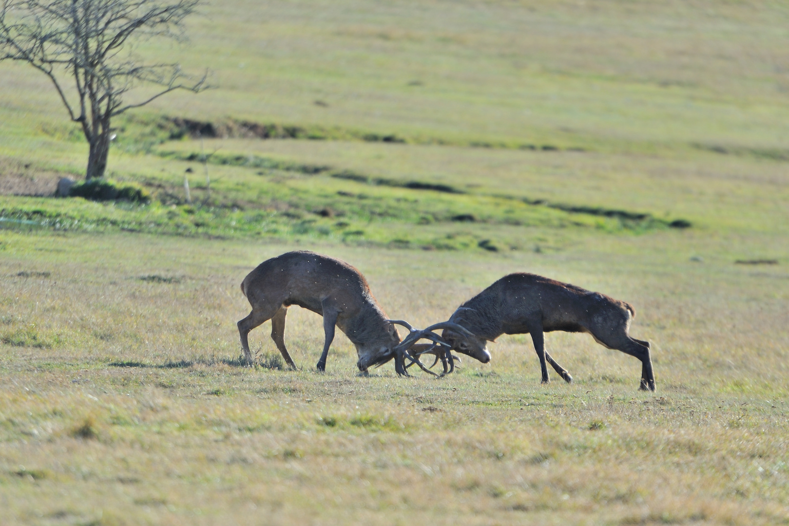 Combat de Cerfs photo et image  animaux, animaux sauvages, cervidés