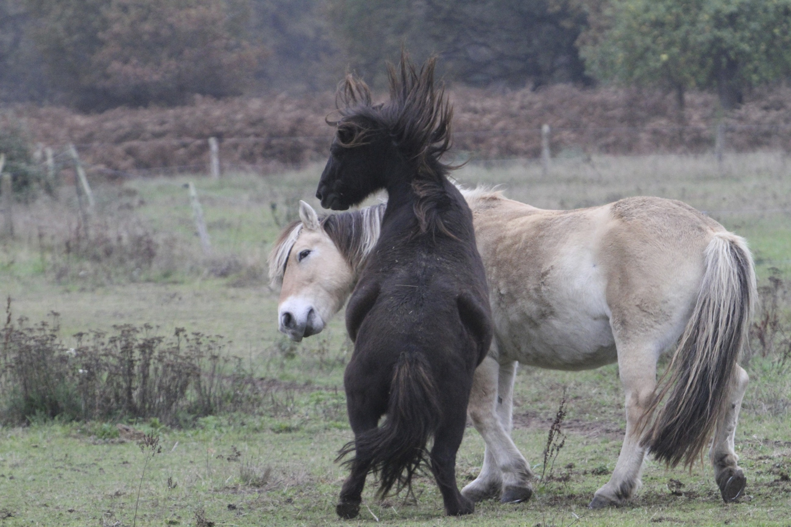 combat de chavaux