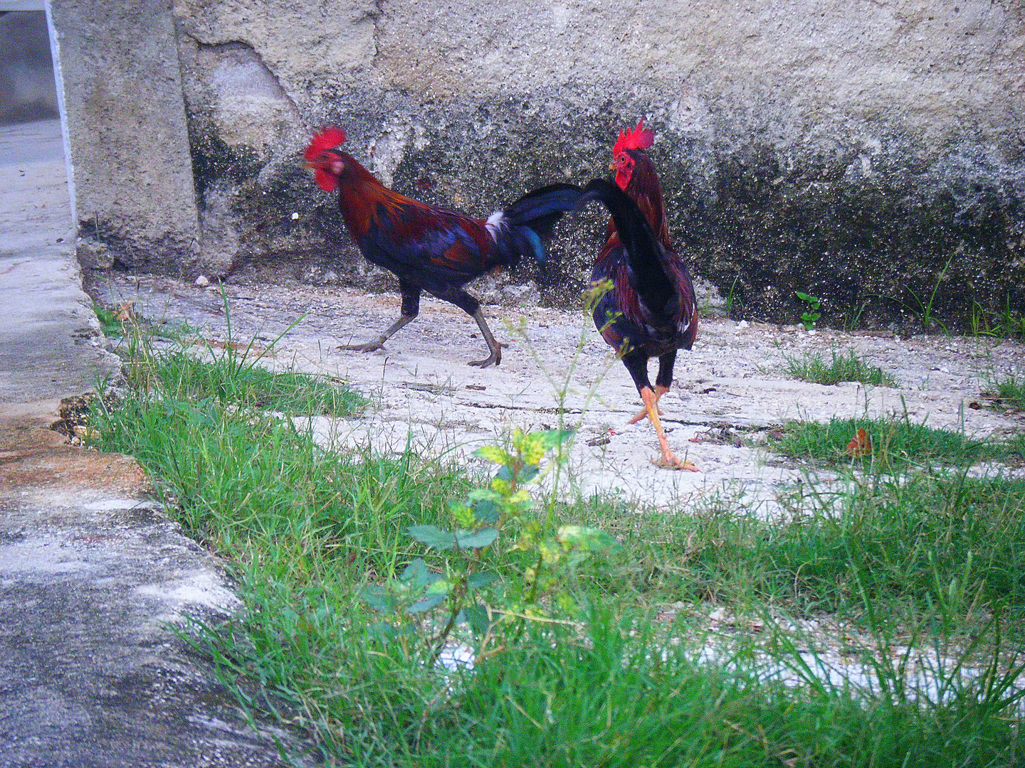 combat de coq