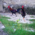 combat de coq