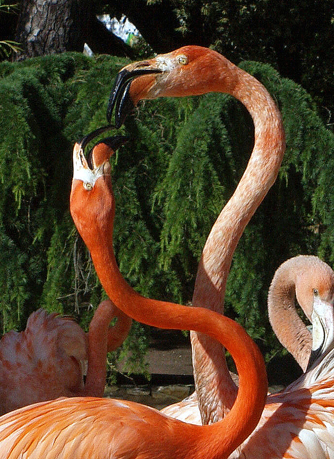 Combat de flamants rosses…! -- Zoo La Palmyre -- Flamingos Kampf