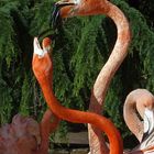 Combat de flamants rosses…! -- Zoo La Palmyre -- Flamingos Kampf