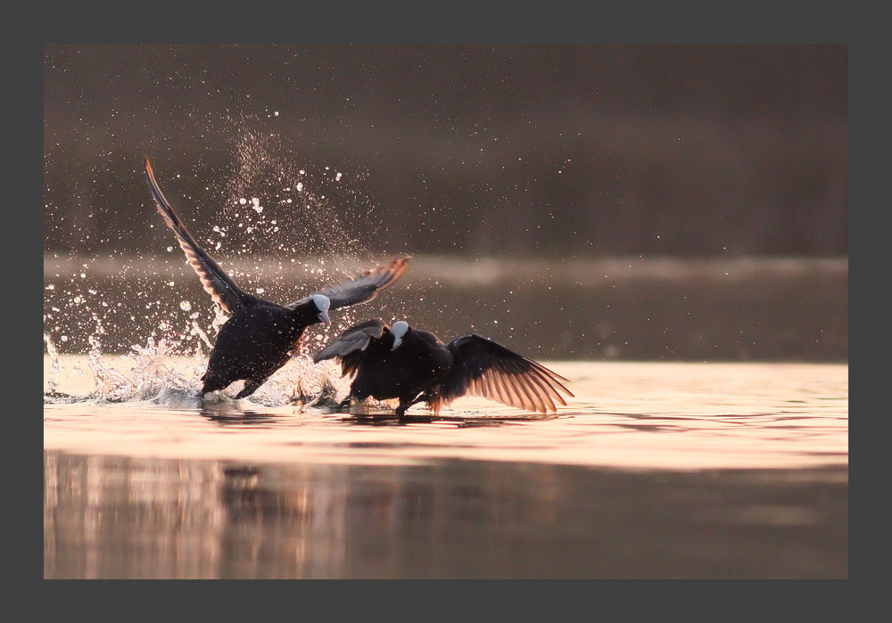 Combat de Foulque Macroule Males(suite)