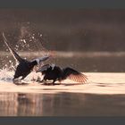 Combat de Foulque Macroule Males(suite)