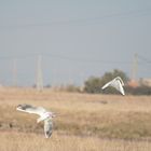 Combat de mouettes rieuses