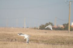 Combat de mouettes rieuses