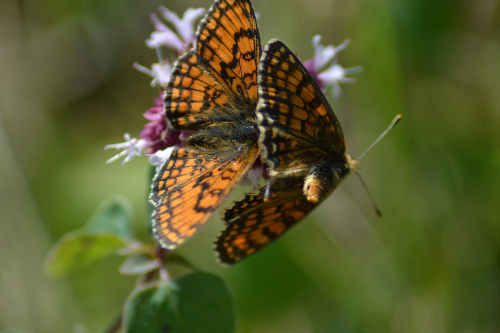 combat de papillons