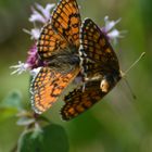 combat de papillons