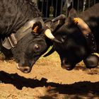 combat de vaches d' Hérens