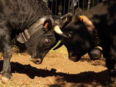 combat de vaches d' Hérens