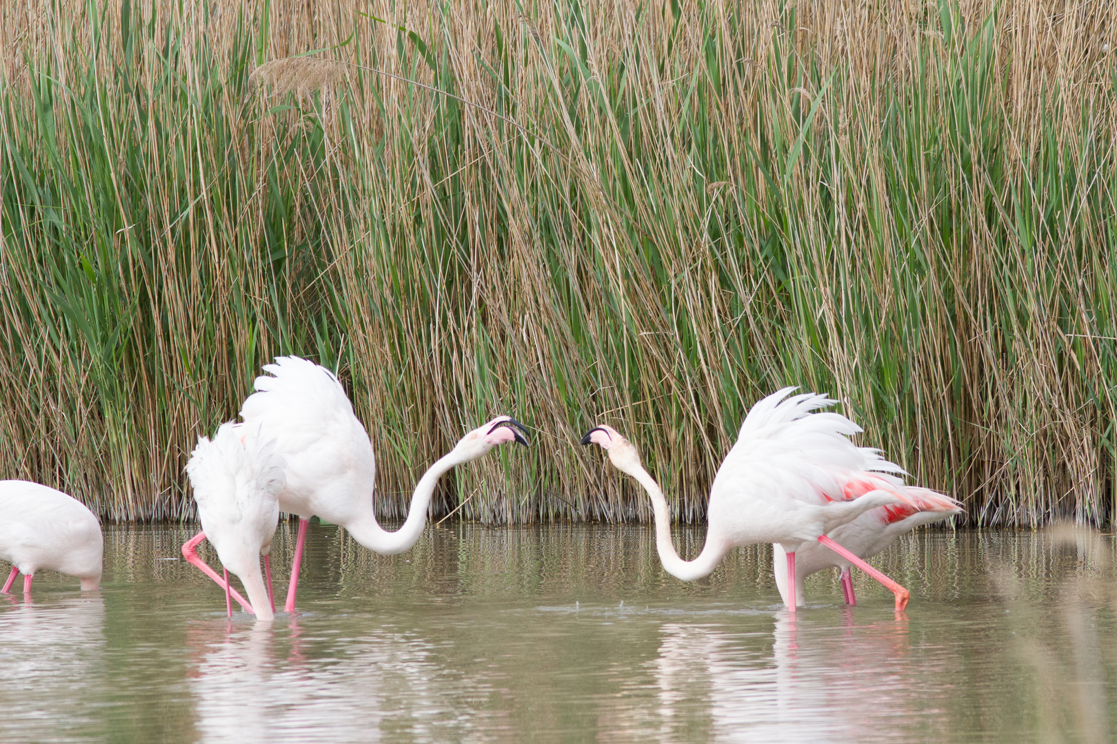 Combat flamants roses