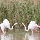 Combat flamants roses