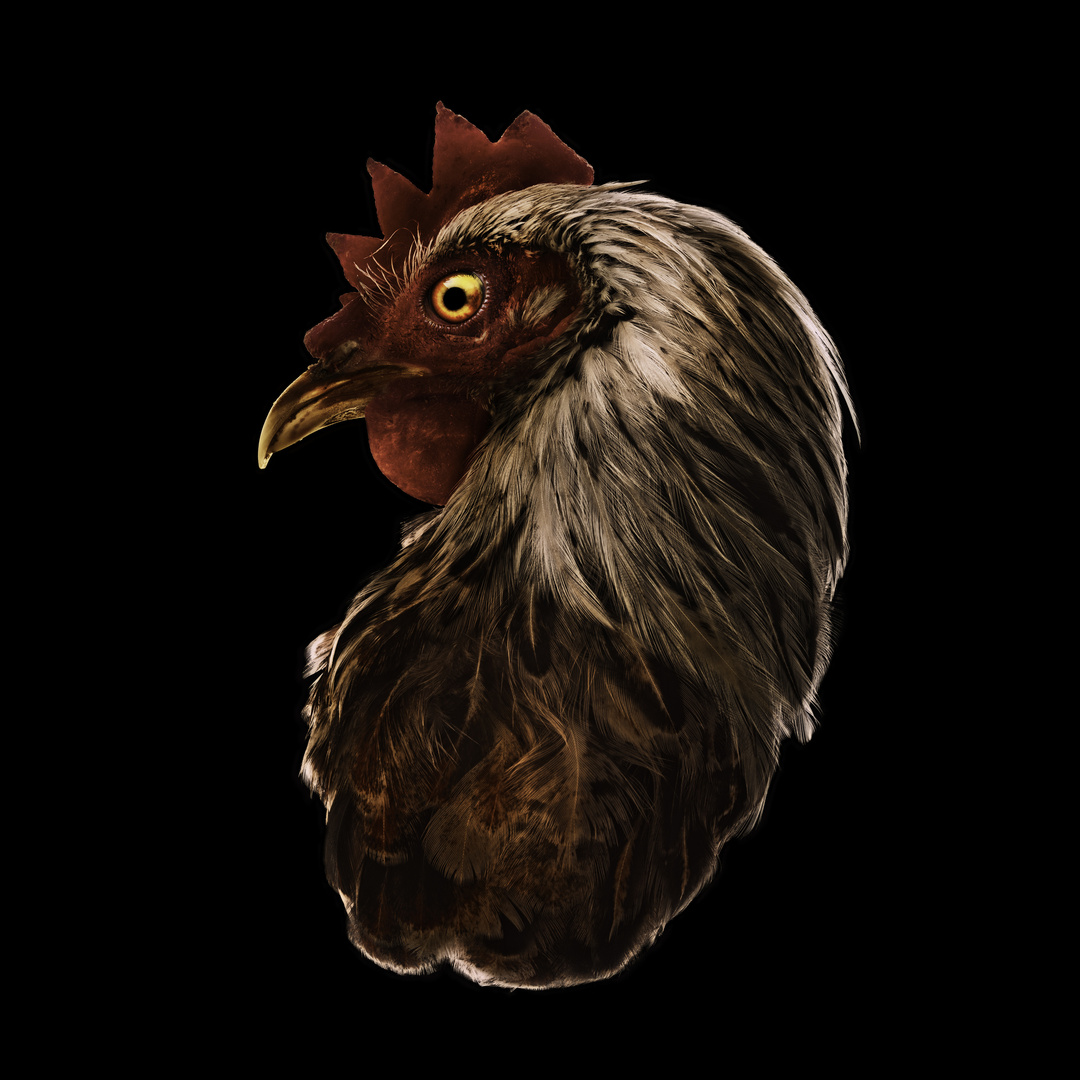 Combat Roosters