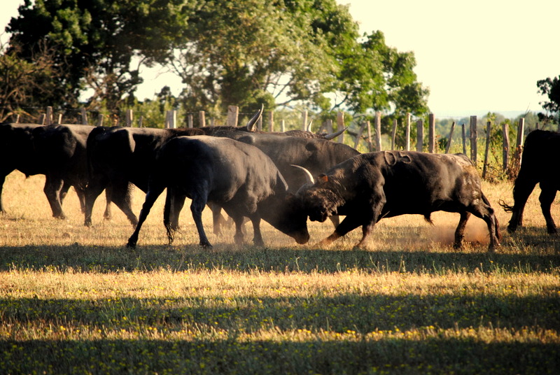 COMBATS DE TAUREAUX