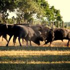 COMBATS DE TAUREAUX