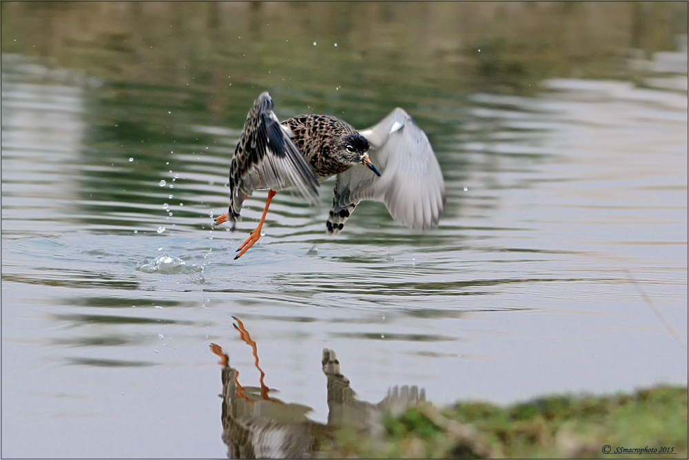 Combattente in volo