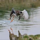 Combattente in volo