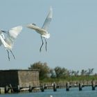 Combattimento aereo