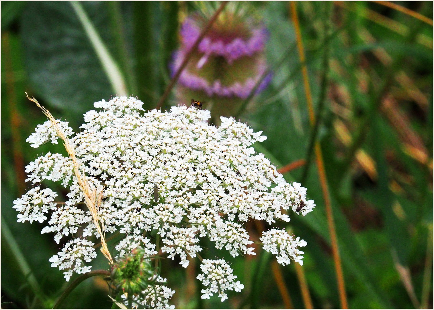 Combien de visiteurs sur cette fleur de cigue ?