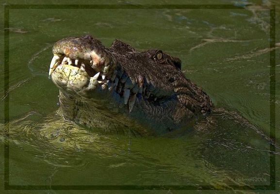 Come closer - I'm hungry - ("Hungry Saltie" reloaded)