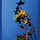 Flora & Fauna